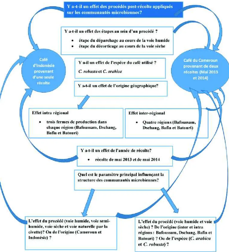 Figure 26 : Schéma représentant les différentes questions de recherche avec les différents  échantillons de café utilisés pour répondre à ces questions