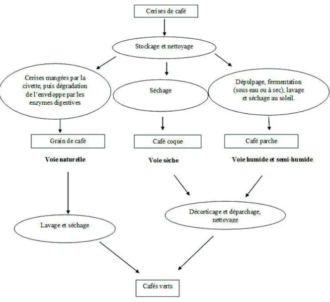 Figure 4 : Schéma montrant les différents types de traitements du café. 