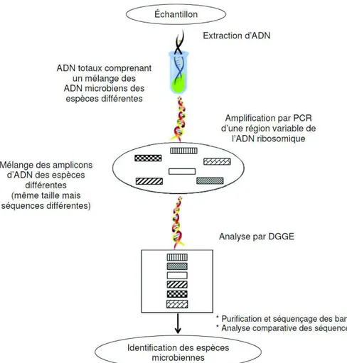 Figure 16  'LDJUDPPHGHVGLIIpUHQWHVpWDSHVGHO¶DQDO\VH3&amp;5 -DGGE. Application à  O¶DQDO\VHGHVpFKDQWLOORQVHQYLURQQHPHQWDX[RXG¶pFKDQWLOORQVDOLPHQWDLUHV