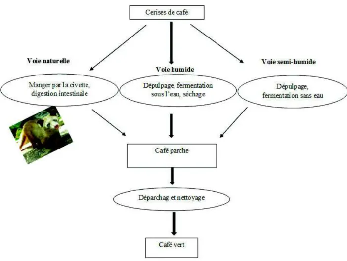 Figure 19 : Représentation des trois voies de traitement de café en Indonésie. 