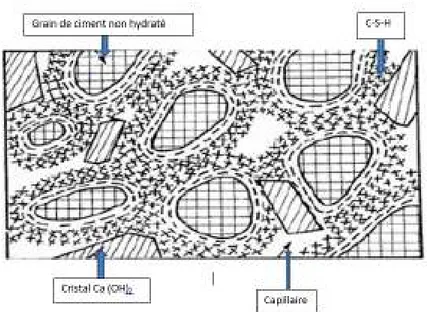 Figure II.1- Représentation schématique de la pâte de ciment hydraté [6]. 