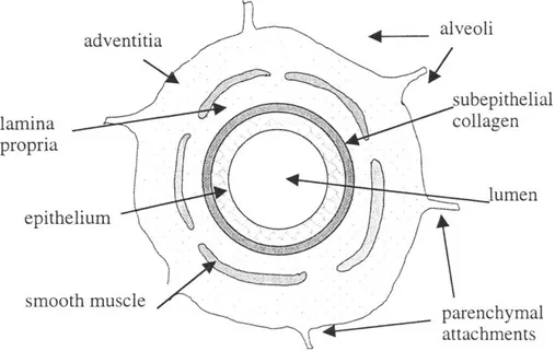 Figure 1.1:  Sketch depicting  key  structures  of a membranous  bronchiole.  Not to  scale.