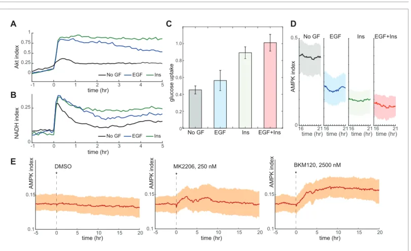 Figure 2. Glucose metabolism drives adaptation to the bioenergetic stress of proliferation