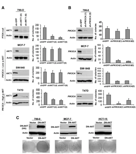 Figure 2. PTEN Null and PIK3CA Mutant Cells Show Differential Dependency on AKT for Cell Viability and Anchorage-Independent Growth (A and B) Anchorage-independent growth following  lenti-viral RNAi knockdown of AKT1 (A) or PIK3CA (B) in PTEN null (786-0),