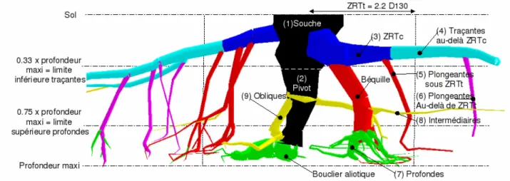 Figure 1 : Les compartiments racinaires chez le pin maritime adulte tel que définis par analyse architecturale par  Danjon et al