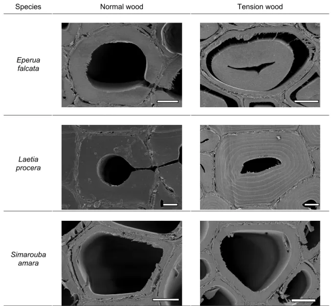 Fig. 1. Cross section of normal wood (on the left) and tension wood (on the right) of the three  species studied observed with Scanning Electronic Microscopy