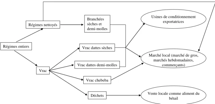 Figure 3.1 Circuits de commercialisation de la variété Deglet El Nour selon leur catégorie