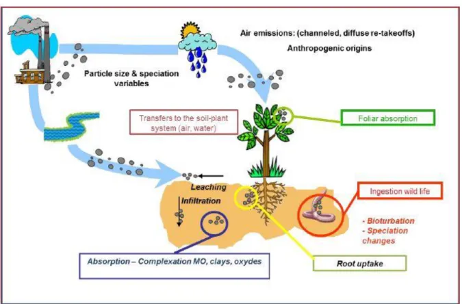 Figure I.1: Sources, transferts, impacts et risques des éléments traces sur l’environnement (Qassim,  2015) 