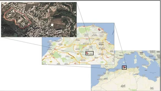 Figure III.1 : Carte d’Algérie illustrant le site de prélèvement (Googel Earth 2017) 