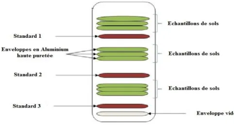 Figure III.5 : Organisation de l’enveloppes à l'intérieur de la capsule. 