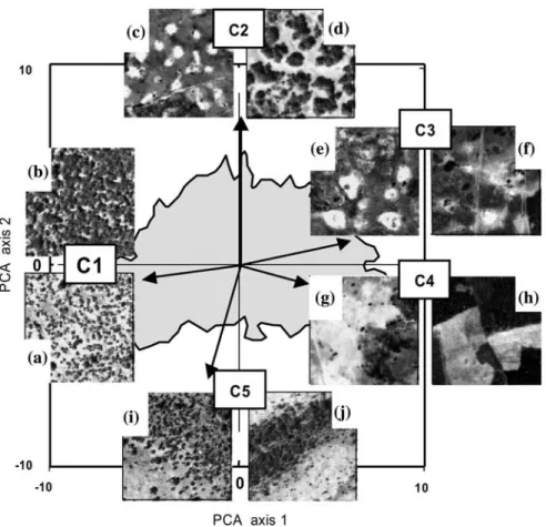 Figure 3. Examples of 180 m windows typifying ﬁve main coarseness classes observed in the study area