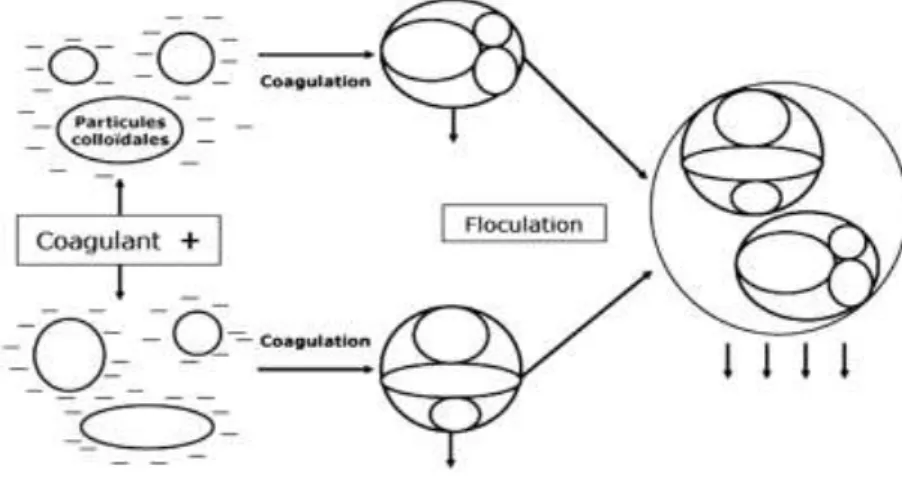 Figure IV.3 : Phénomène de coagulation floculation  IV.3.1 Mécanismes de la coagulation 
