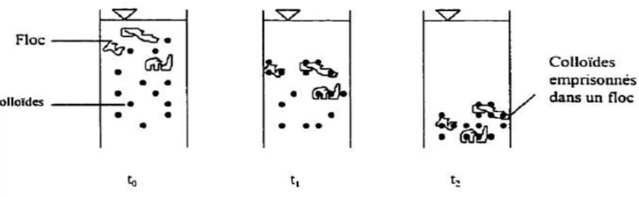 Figure IV.4 : Emprisonnement des particules dans les flocs pendant la décantation  IV.3.1.4 Adsorption et pontage entre les particules 