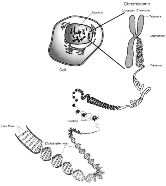 Figure  2-2:  The  relationship  between  DNA,  chromosomes,  and  an  organism.  A double-stranded  DNA  is  bundled  into  small  &#34;knots&#34;  known  as  histones
