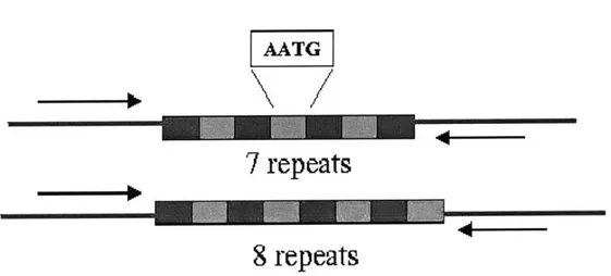 Figure  2-4:  An  example  STR  markers  with  base  repeat  unit  AATG.  Notice  that  the alleles  are  polymorphic  in  length