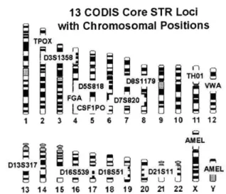 Figure  2-5:  The  13  core  CODIS  STR  loci  and  their  chromosomal  positions.  CODIS is  the  Combined  DNA  Index  System  database  maintained  by  the  FBI  and  used  for tracing  serial  crime  and  unsolved  cases  to  known  offenders
