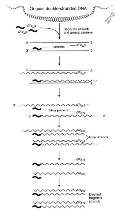 Figure  3-1:  A  general  view  of  the  PCR  process.  Primers  attach  to  both  strands  of DNA  at the 3'  end