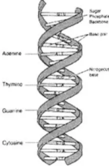 Figure  2-1:  A  DNA  molecule.  Note  the  double  helix  structure  and  the  base  pairs A-T  and  G-C