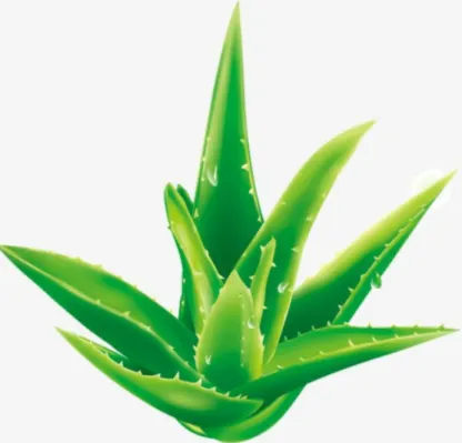 Figure I-3:Représentation de l’aloe-vera.