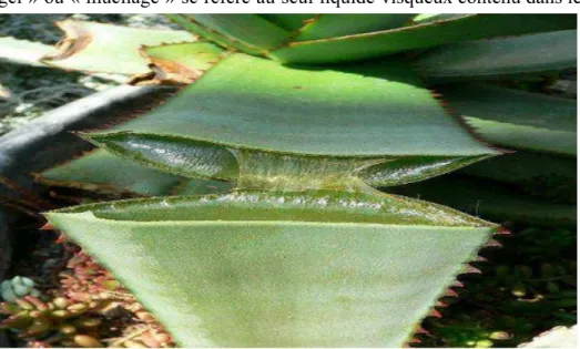 Figure     2   : Coupe transversale d'une feuille d'Aloe vera [25]