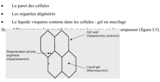FIGURE .I.5.Representation schématique de la structure de la pulpe de  feuille d’aloe vera et de ses composants