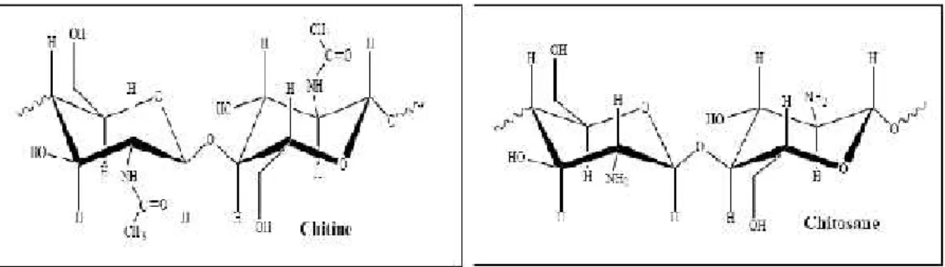 Figure 3 : la différence entre la structure de la chitine et de chitosane.