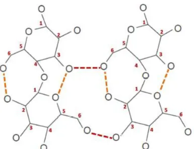 Figure I. 3 : Schéma de la formation de ponts hydrogène entre les chaînes de cellulose, inter  et intramoléculaires