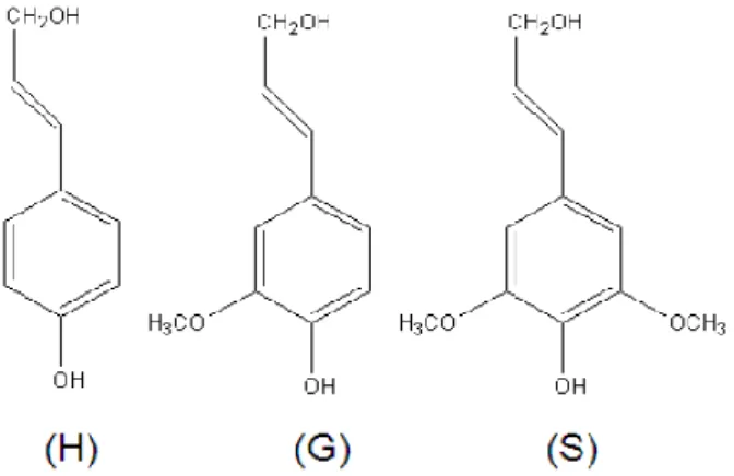 Figure I. 5 :Unité de base des monolignols dans la lignine : (H): alcool polycomarylique / p- p-hydroxyphényle; (G): alcool de conifère / guaiacyle; (S): alcool sinapylique / syringyl