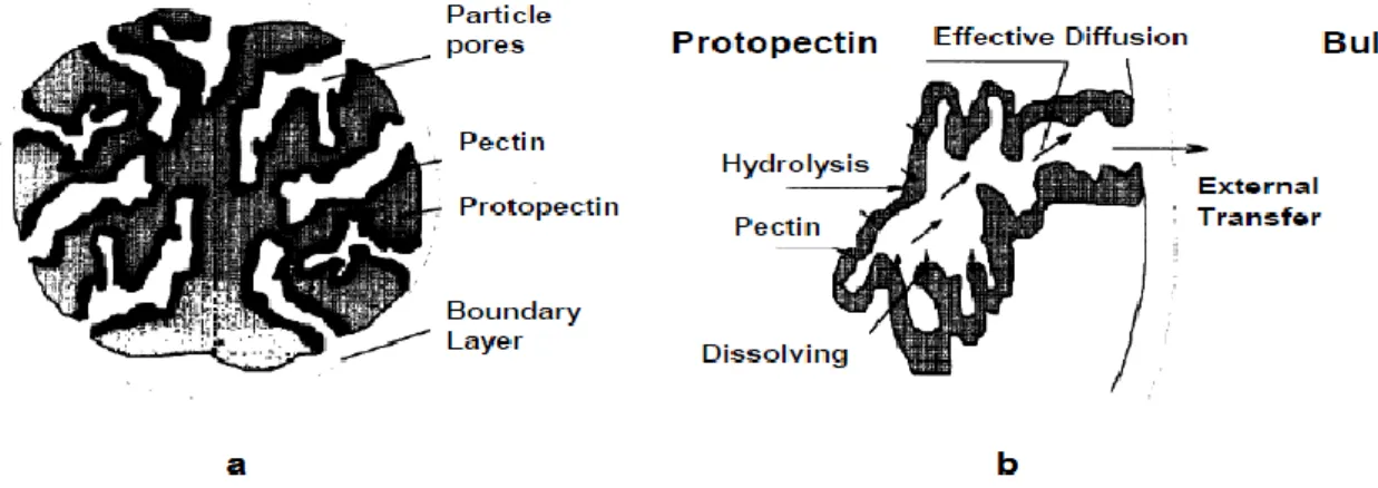 Figure I. 7 :Illustration de (a) une particule poreuse et (b) le mécanisme d'hydrolyse de la  pectine et le transport de la pectine à la surface des particules [83] 