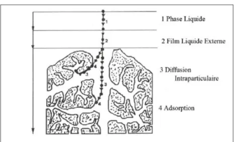 Figure 1 : Schéma simplifié du principe d’adsorption en phase liquide sur une particule de  charbon actif