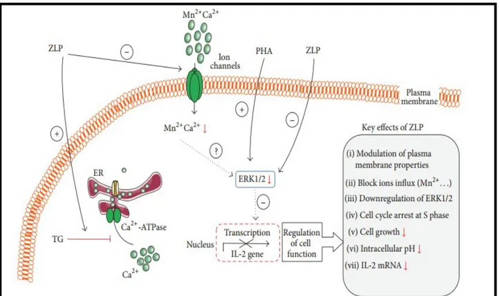 Figure  07  :  Représentation  schématique  de  Signalisation  des  cellules  immunitaires  induite  parles  composés phénoliques de Z