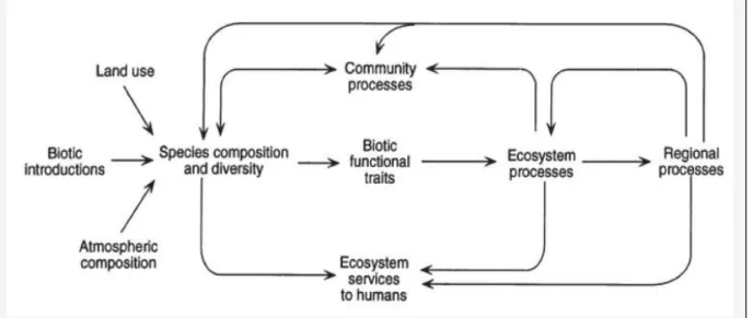 Figure  1 :  Liens  entre  la  composition  spécifique  des  communautés,  la  diversité  des  espèces  et  les  fonctions  des  écosystèmes