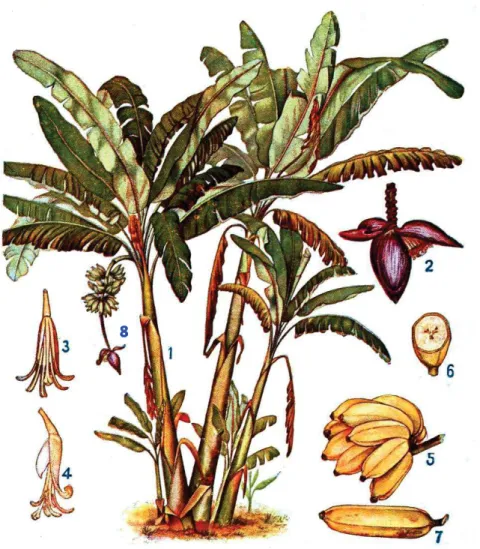 Figure 4: Anatomie d’un bananier (Musa paradisiaca). 1 : Pseudo-tronc ;  2 : Fleur ou popotte ; 3, 4 : Fleur femelle isolée  (avec et sans pétale) ;  5, 6, 7 : Fruit ;  8 : Régime