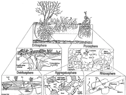 Figure 13 : Présentations des différentes niches écologiques du sol (Extrait de Beare et al, 1995 ; Dessin de Terry Moore) 