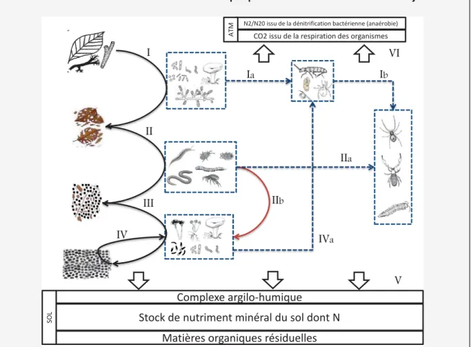 Figure 16: Schéma illustrant les processus de décomposition dans les sols. Les réseaux trophiques sont les principaux  acteurs de la fonction de décomposition des matières organiques dans les sols