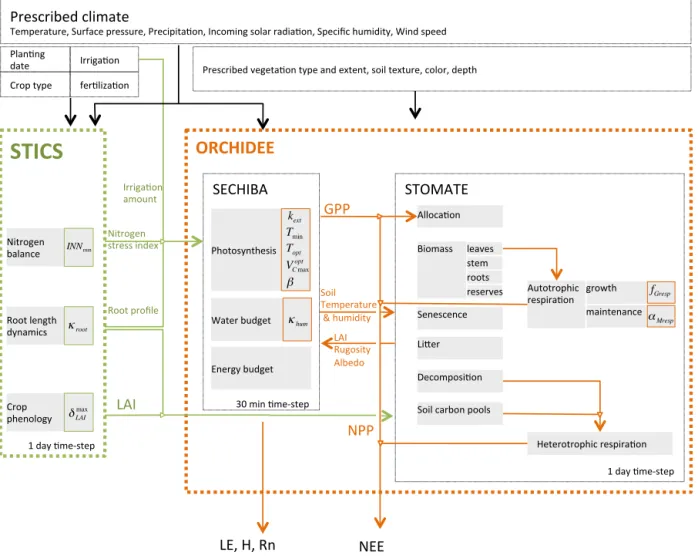 Figure 3. Structure of the ORCHIDEE–STICS chain model. STICS calculates the crop phenology, water and nitrogen requirements and passes LAI, root profile, irrigation and nitrogen nutrition index to ORCHIDEE