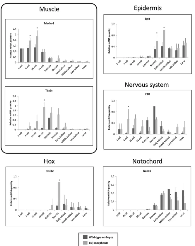 Fig. 8 . mRNA expression of tissue-specific genes and Hox 12 gene in wild-type embryos and Ci-E(z) morphants