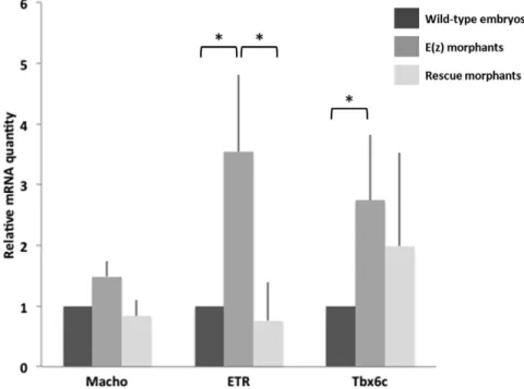 Fig. 10 . mRNA expression of tissue-specific genes in wild-type embryos, Ci-E(z) and Rescue morphants.