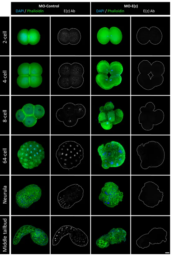 Fig. 2. Localization of Ci-E(z) protein in control embryos and Ci-E(z)