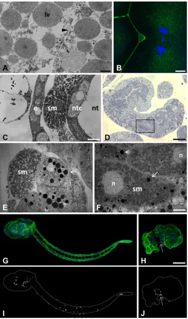 Fig. 3. Characterization of major phenotypic defects induced by Ci-E(z) invalidation at the 4-cell and hatching larva stages