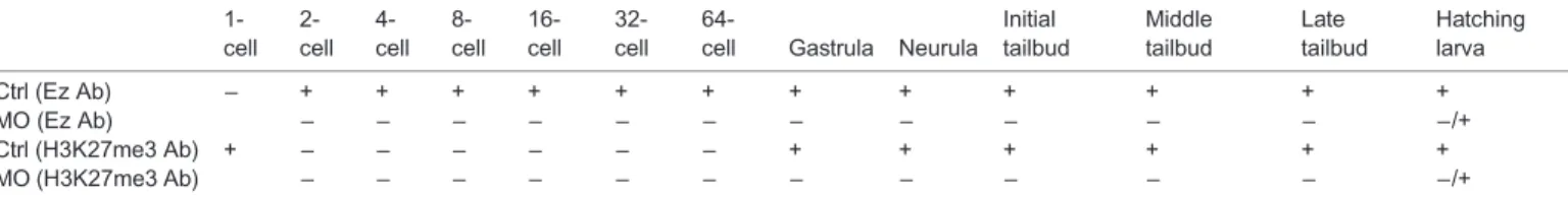 Fig. 5. H3K27me3 detection by western blotting in control embryos and Ci-E(z) morphants