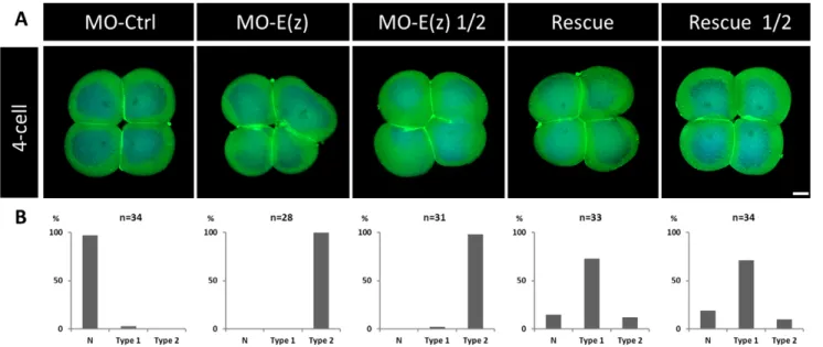 Fig. 7. Phenotypes obtained in rescue experiments at the 4-cell stage. (A) Comparative indirect immunofluorescence analysis between control embryos, Ci-E(z) morphants, Ci-E(z) morphants injected with half of the MO-E(z) concentration, rescue embryos and re