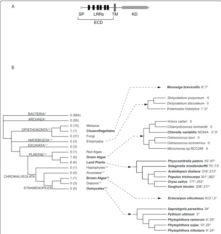 Figure 1 Features and number of LRR-containing receptors in the analyzed genomes. (A) Schematic representation of LRR-RLK (land plants) and LRR-RK (other genomes) receptors