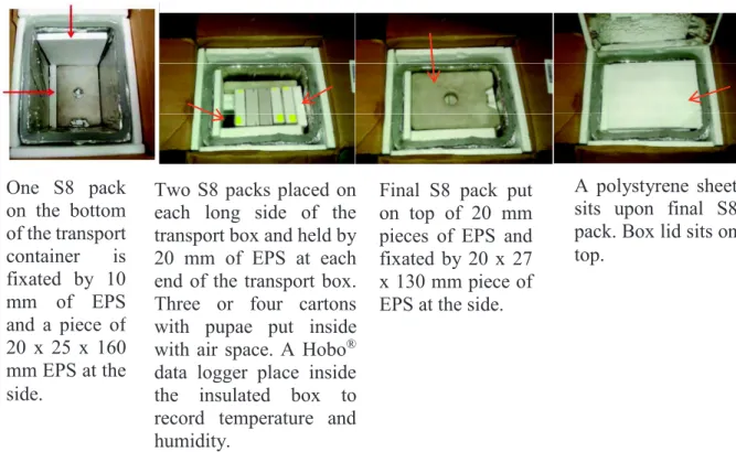 Figure  2.  Packing  of  the  cartons  holding  the  pupae  in  the  transport  container  (photos  G