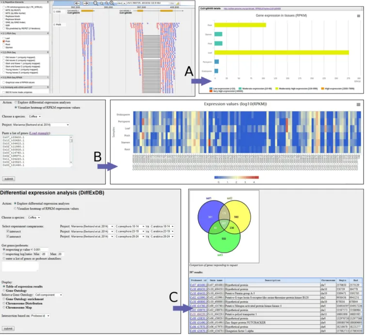 Figure 2. Transcriptomics data exploration using the Coffee Genome Hub. (A) JBrowse displays alignments of RNA-Seq reads to the genome and allows for each gene a graphical bar representation of RPKM expression values