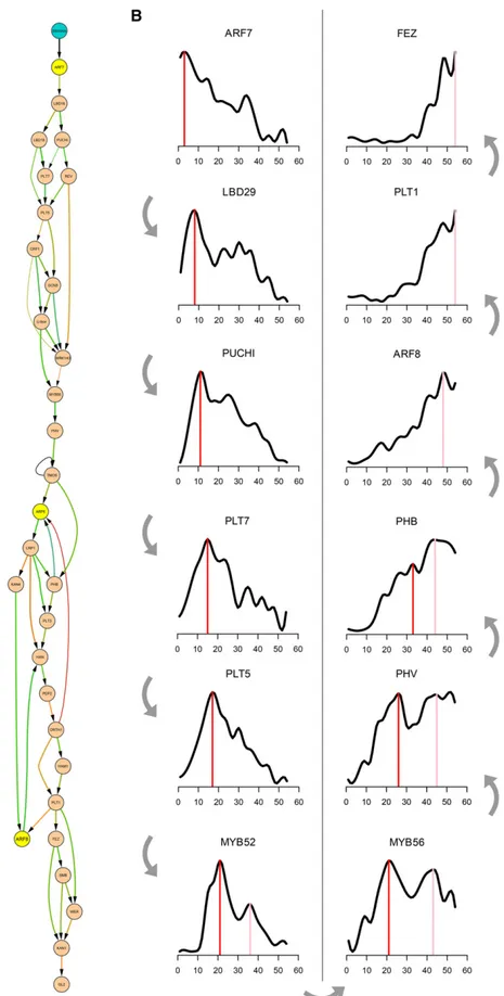 Figure 6. The GRN Regulating LR Formation: A Large Cascade Headed by ARF7.