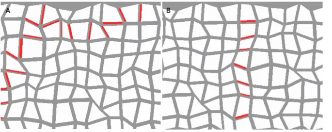 Figure 8. Sink-driven simulations. In all three cases the sink is an auxin maximum. PIN is ubiquitous and oriented towards the sink (central cell).