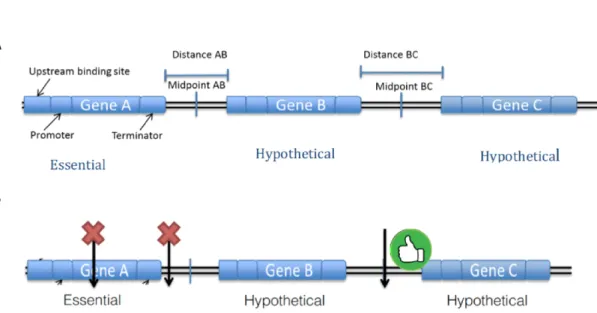 Figure 2: Figure 2A is a pictorial representation of a small genomic region as seen by our algorithm