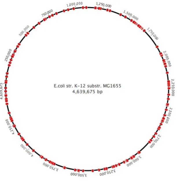 Figure 10: The E. coli genome with all the integration sites we picked marked in red. Sites were picked throughout  the genome for integration