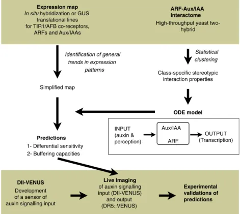 Figure 1 Flowchart representation of the strategy and main findings. The experimental parts of the work are shown in light green boxes